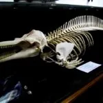 Museo-Benigno-Roman-1