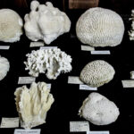 Museo-Benigno-Román